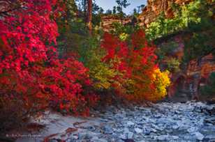 Zion Fall Color-3906.jpg